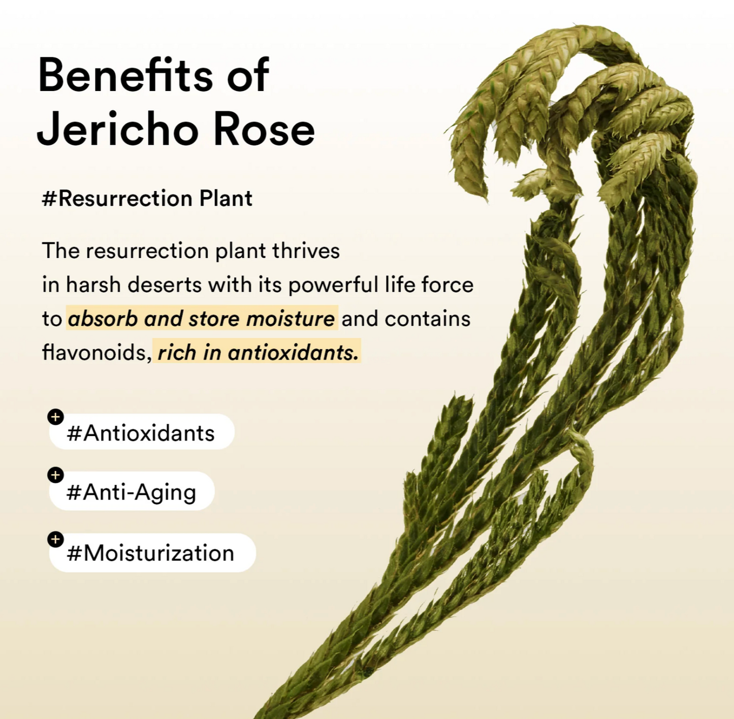 Abib Collagen Eye Patch Jericho Rose Jelly (60pcs)